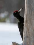 Black Woodpecker - Zwarte Specht - Dryocopus martius
