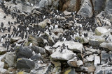 Hornya -Seabird colony - Zeevogelkolonie
