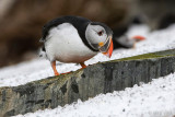 Atlantic Puffin - Papegaaiduiker - Fratercula arctica