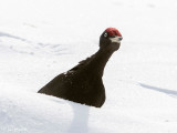 Black Woodpecker - Zwarte Specht - Dryocopus martius