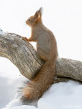 Red Squirrel - Rode Eekhoorn - Sciurus vulgaris