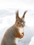 Red Squirrel - Rode Eekhoorn - Sciurus vulgaris