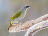 Grey-headed Woodpecker - Grijskopspecht - Picus canus