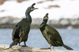 European Shag - Kuifaalscholver - Phalacrocorax aristotelis