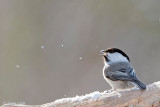 Willow Tit - Markup - Poecile montanus