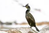 European Shag - Kuifaalscholver - Phalacrocorax aristotelis