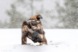Golden Eagle - Steenarend - Aquila chrysaetos