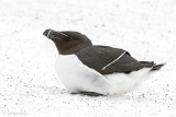 Razorbill - Alk - Alca torda
