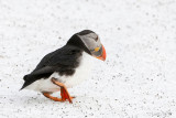 Atlantic Puffin - Papegaaiduiker - Fratercula arctica