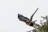 Golden Eagle - Steenarend - Aquila chrysaetos