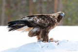 Golden Eagle - Steenarend - Aquila chrysaetos