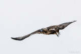 Golden Eagle - Steenarend - Aquila chrysaetos