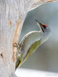 Grey-headed Woodpecker - Grijskopspecht - Picus canus