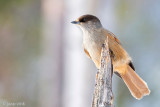 Siberian Jay - Taigagaai - Perisoreus infaustus