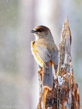 Siberian Jay - Taigagaai - Perisoreus infaustus