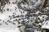 Hornya -Seabird colony - Zeevogelkolonie