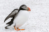 Atlantic Puffin - Papegaaiduiker - Fratercula arctica