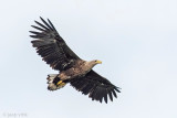 White-tailed Eagle - Zeearend - Haliaeetus albicilla