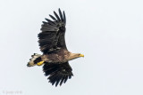 White-tailed Eagle - Zeearend - Haliaeetus albicilla