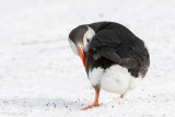 Atlantic Puffin - Papegaaiduiker - Fratercula arctica