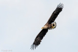 White-tailed Eagle - Zeearend - Haliaeetus albicilla