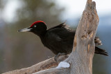 Black Woodpecker - Zwarte Specht - Dryocopus martius