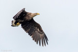 White-tailed Eagle - Zeearend - Haliaeetus albicilla
