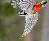 Great Spotted Woodpecker - Grote Bonte Specht - Dendrocopos major