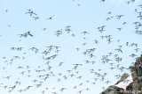 Hornya -Seabird colony - Zeevogelkolonie