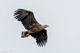 White-tailed Eagle - Zeearend - Haliaeetus albicilla