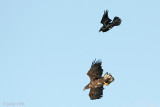 White-tailed Eagle - Zeearend - Haliaeetus albicilla