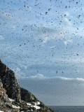 Hornya -Seabird colony - Zeevogelkolonie