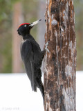 Black Woodpecker - Zwarte Specht - Dryocopus martius