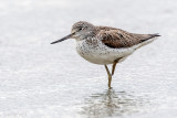 Common Greenshank - Groenpootruiter - Tringa nebularia
