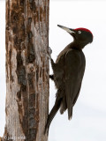 Black Woodpecker - Zwarte Specht - Dryocopus martius