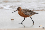 Bar-tailed Godwit - Rosse Grutto- Limosa lapponica