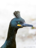 European Shag - Kuifaalscholver - Phalacrocorax aristotelis