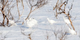 Willow Ptarmigan - Moerassneeuwhoen - Lagopus lagopus