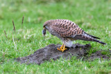 Common Kestrel - Torenvalk - Falco tinnunculus