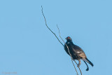 Black Grouse - Korhoen - Lyrurus tetrix