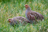 Grey Partridge - Patrijs -Perdix perdix
