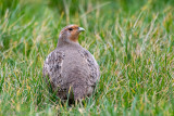 Grey Partridge - Patrijs -Perdix perdix