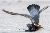 Peregrine - Slechtvalk - Falco peregrinus