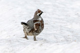 Hazel Grouse - Hazelhoen - Tetrastes bonasia