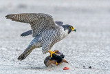 Peregrine - Slechtvalk - Falco peregrinus