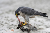 Peregrine - Slechtvalk - Falco peregrinus