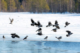 Hooded Crow - Bonte Kraai - Corvus cornix