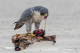 Peregrine - Slechtvalk - Falco peregrinus