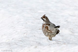 Hazel Grouse - Hazelhoen - Tetrastes bonasia