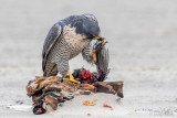 Peregrine - Slechtvalk - Falco peregrinus
